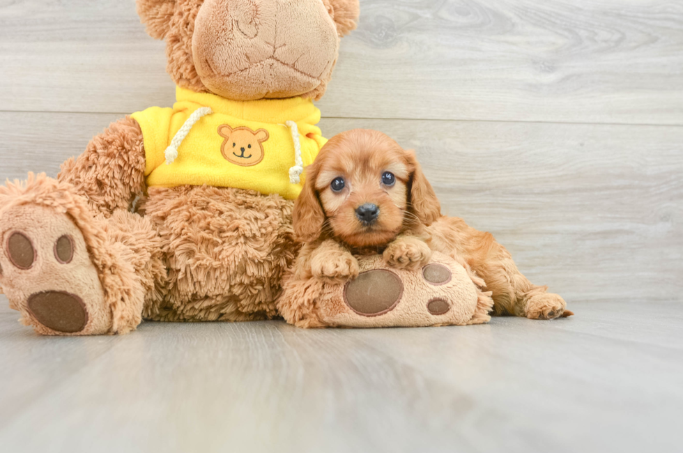 7 week old Cavapoo Puppy For Sale - Florida Fur Babies