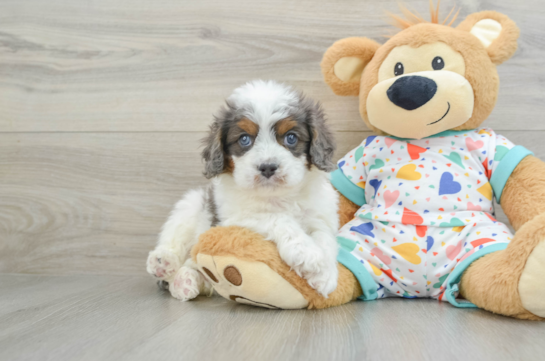 Popular Cavapoo Poodle Mix Pup