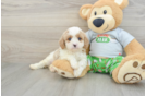 Energetic Cavoodle Poodle Mix Puppy