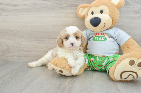 Energetic Cavoodle Poodle Mix Puppy