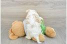 Hypoallergenic Cavadoodle Poodle Mix Puppy