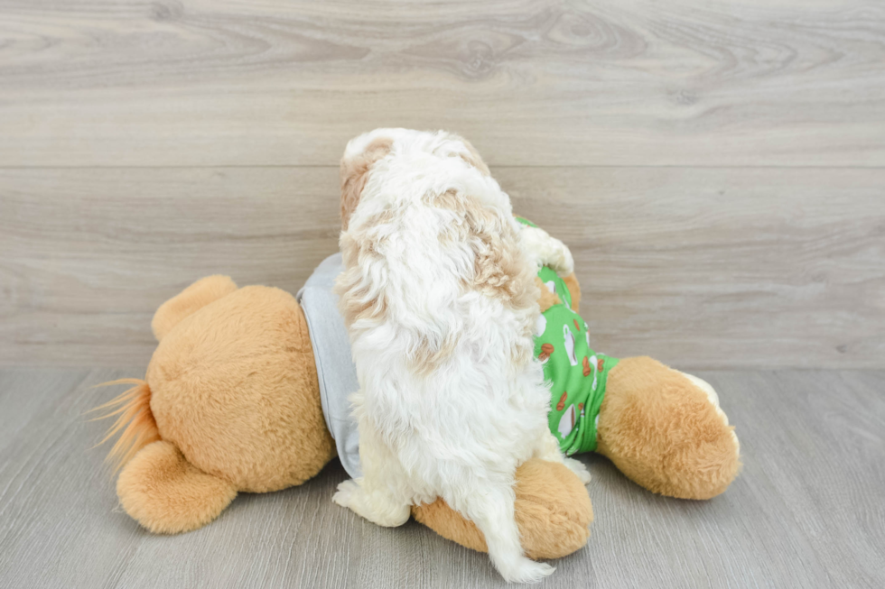 Hypoallergenic Cavadoodle Poodle Mix Puppy