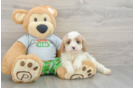 Cavapoo Pup Being Cute