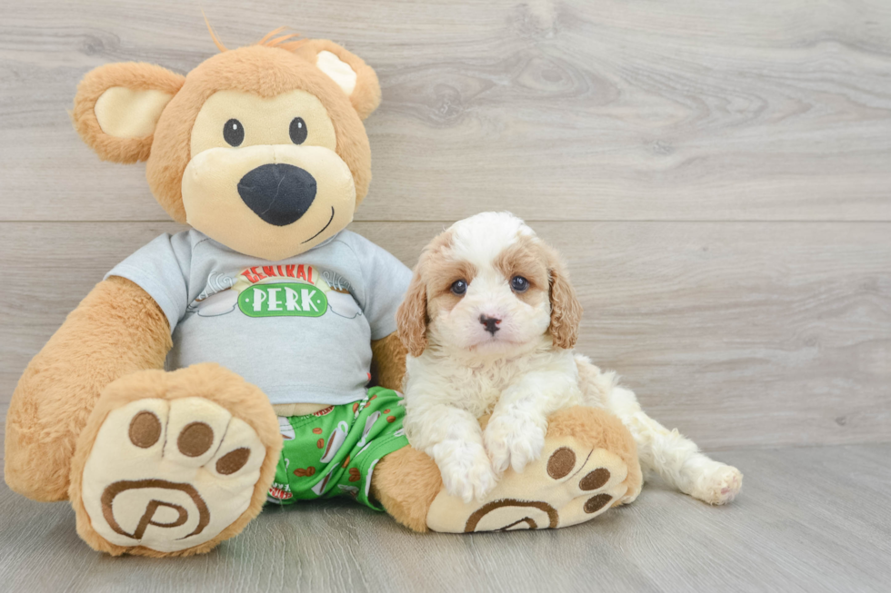 Cavapoo Pup Being Cute