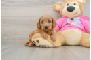 Energetic Cavoodle Poodle Mix Puppy