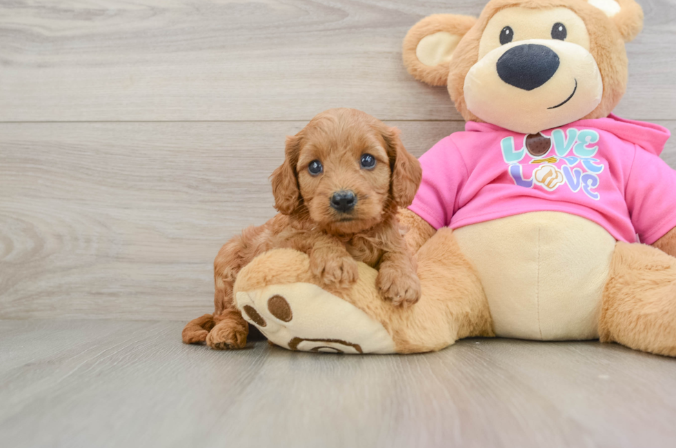 7 week old Cavapoo Puppy For Sale - Florida Fur Babies