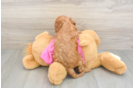 Cavapoo Pup Being Cute