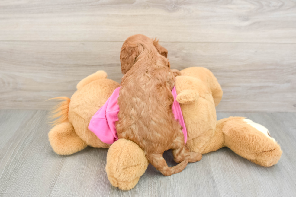 Cavapoo Pup Being Cute