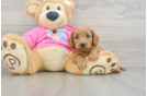 Fluffy Cavapoo Poodle Mix Pup