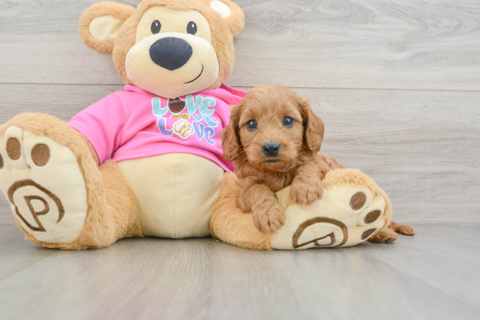 Fluffy Cavapoo Poodle Mix Pup
