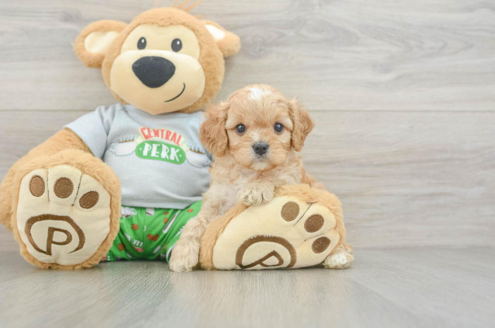 5 week old Cavapoo Puppy For Sale - Florida Fur Babies