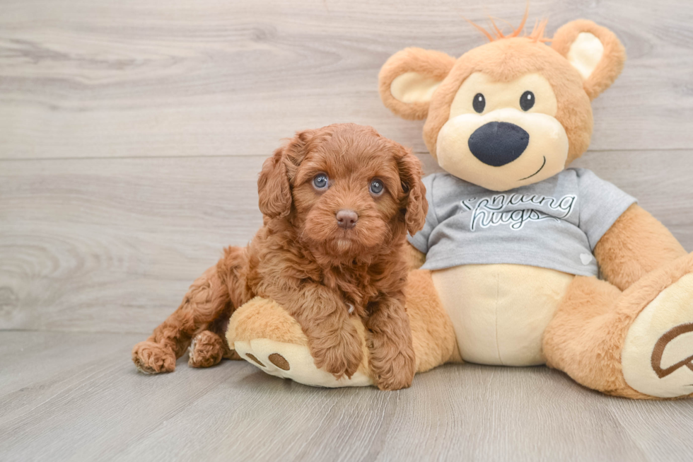 Cavapoo Pup Being Cute