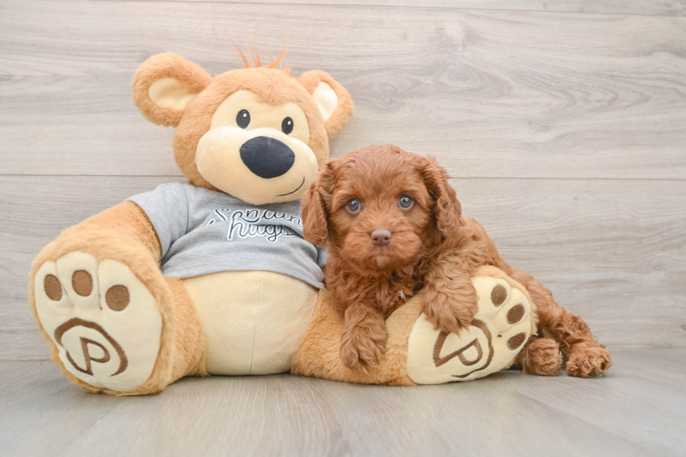 Funny Cavapoo Poodle Mix Pup