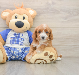 7 week old Cavapoo Puppy For Sale - Florida Fur Babies