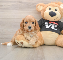 7 week old Cavapoo Puppy For Sale - Florida Fur Babies