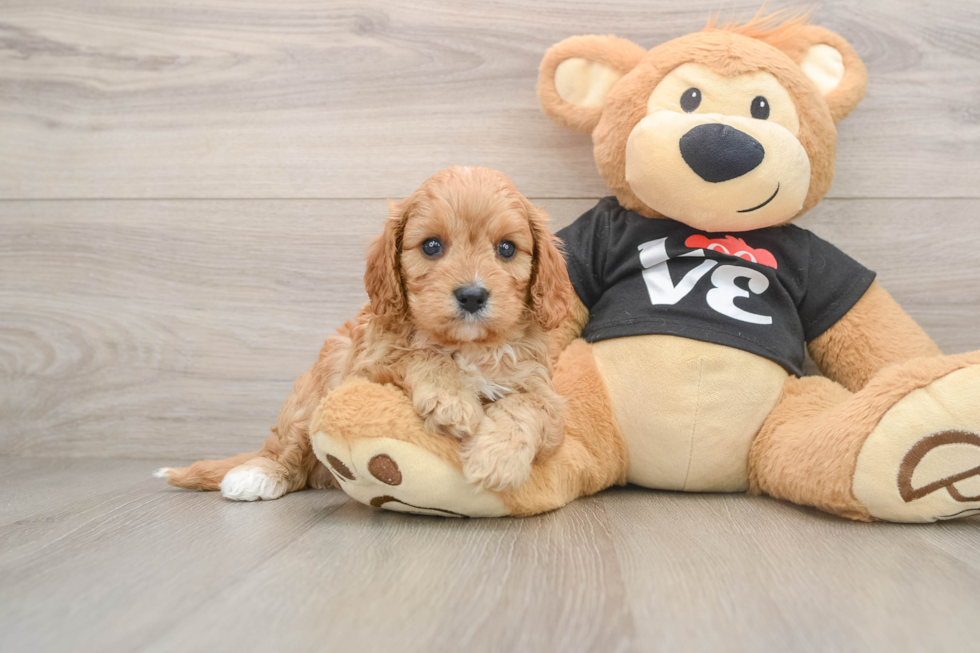 Friendly Cavapoo Baby