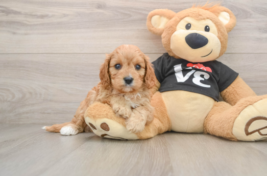 Friendly Cavapoo Baby