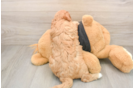 Popular Cavapoo Poodle Mix Pup