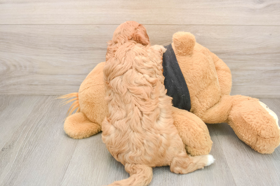 Popular Cavapoo Poodle Mix Pup