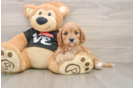 Petite Cavapoo Poodle Mix Pup