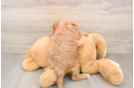 Best Cavapoo Baby