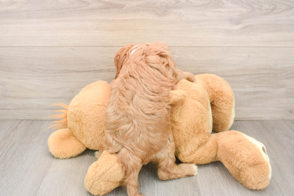 Best Cavapoo Baby