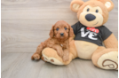 Energetic Cavoodle Poodle Mix Puppy