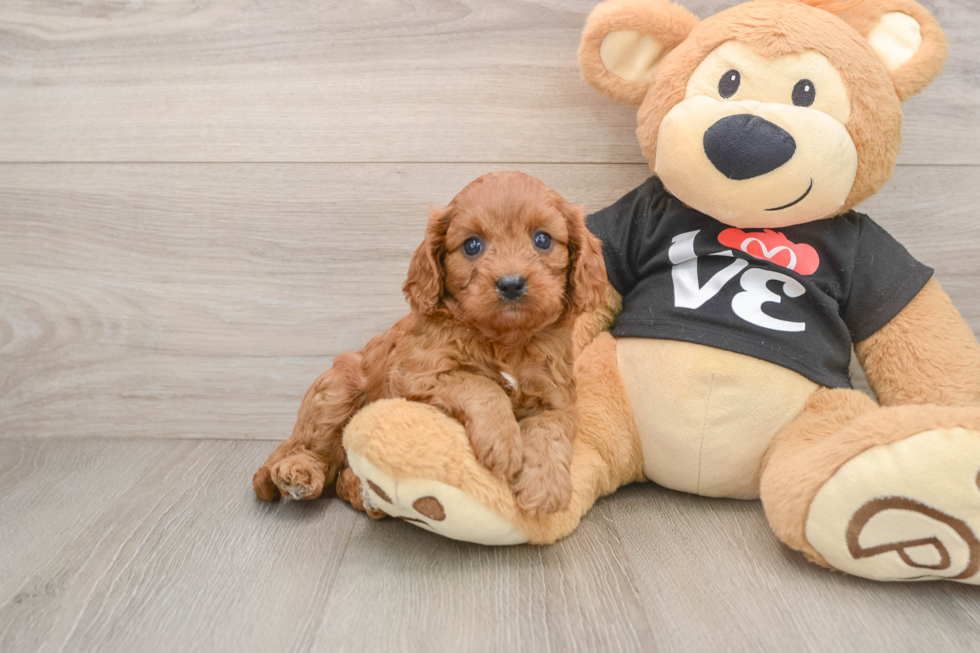 Energetic Cavoodle Poodle Mix Puppy