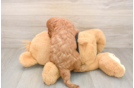 Best Cavapoo Baby