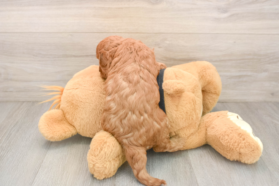 Best Cavapoo Baby