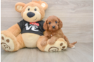 Best Cavapoo Baby