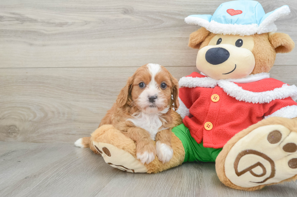 5 week old Cavapoo Puppy For Sale - Florida Fur Babies