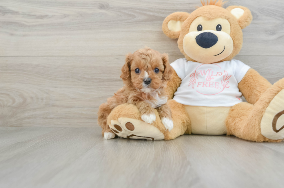 6 week old Cavapoo Puppy For Sale - Florida Fur Babies