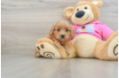 Best Cavapoo Baby