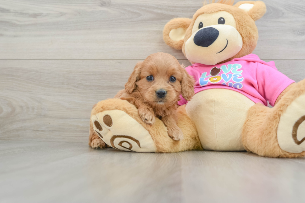 Best Cavapoo Baby