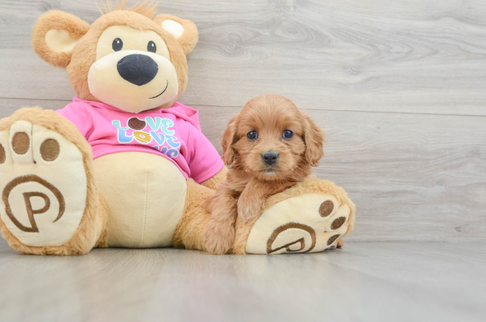 5 week old Cavapoo Puppy For Sale - Florida Fur Babies