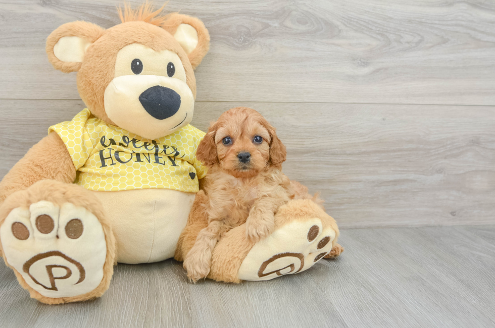 7 week old Cavapoo Puppy For Sale - Florida Fur Babies