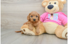 Playful Cavapoodle Poodle Mix Puppy