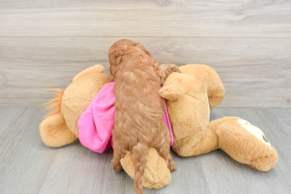 Happy Cavapoo Baby