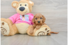 Hypoallergenic Cavadoodle Poodle Mix Puppy