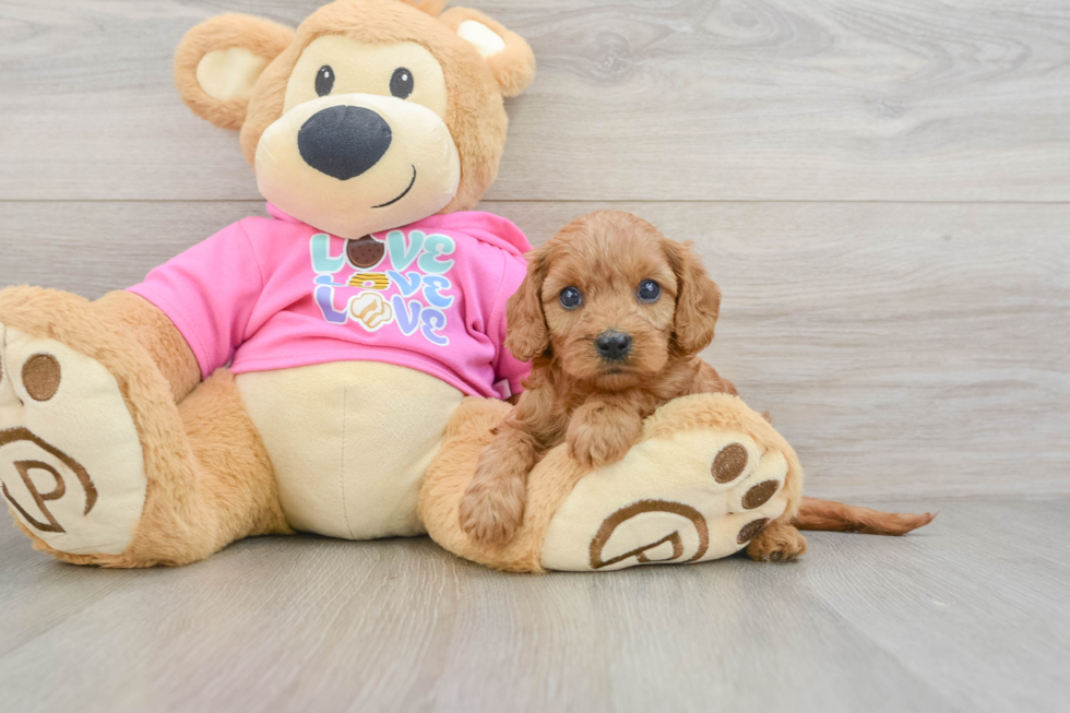 Hypoallergenic Cavadoodle Poodle Mix Puppy