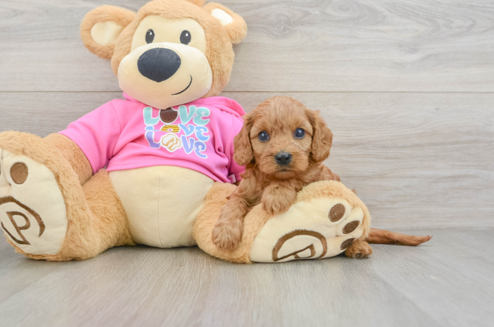 7 week old Cavapoo Puppy For Sale - Florida Fur Babies