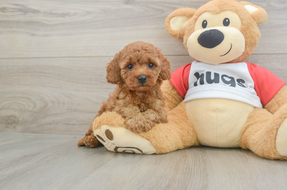 5 week old Cavapoo Puppy For Sale - Florida Fur Babies