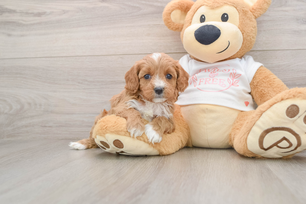 Cavapoo Pup Being Cute
