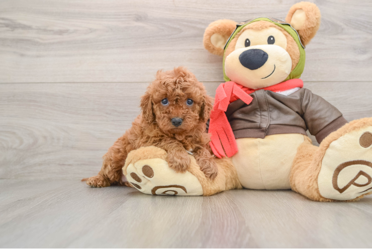 Smart Cavapoo Poodle Mix Pup