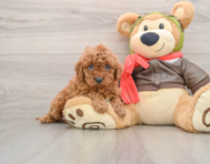 8 week old Cavapoo Puppy For Sale - Florida Fur Babies
