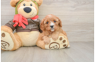 Fluffy Cavapoo Poodle Mix Pup