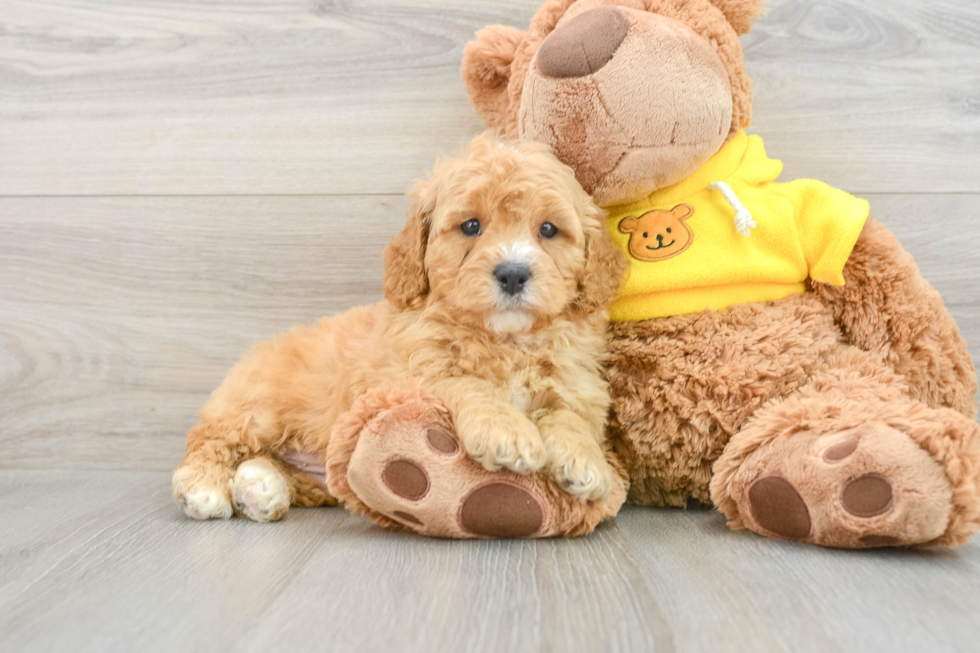 Cavapoo Pup Being Cute