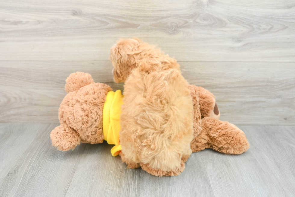 Energetic Cavoodle Poodle Mix Puppy