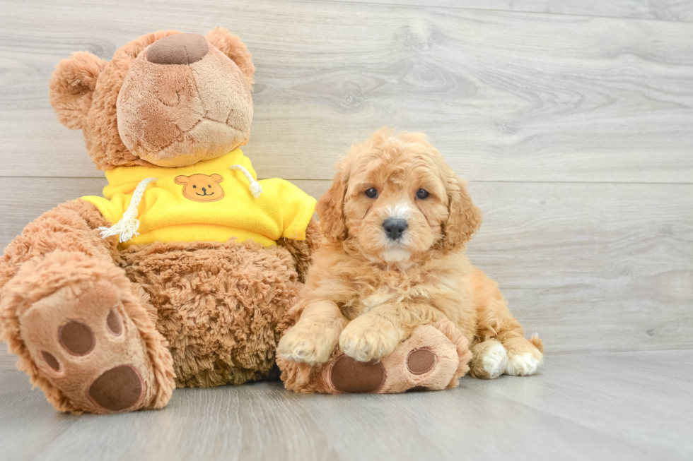 Cavapoo Pup Being Cute